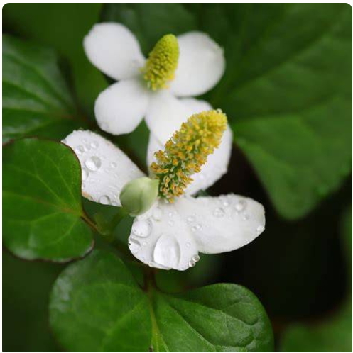 Heartleaf Exosomes