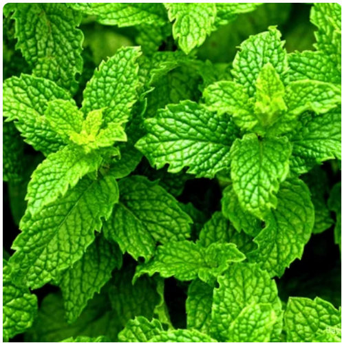 Menthol