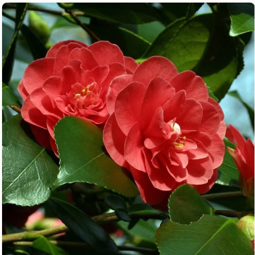 Camellia Japonica